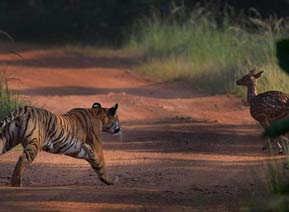 tadoba entry gates