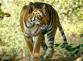 tour package tadoba